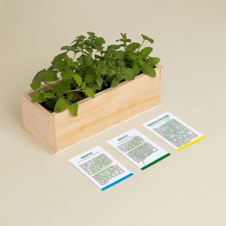 Resetea - Mini potager d'herbes pour mojito