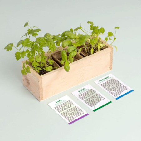 Resetea - Mini potager d'herbes aromatiques (coriandre, persil et basilic)