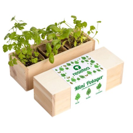 Resetea - Mini potager d'herbes aromatiques (coriandre, persil et basilic)