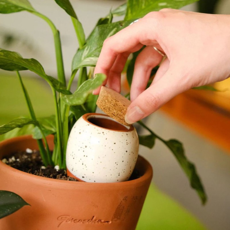 Olla Pépin – Arrosage naturel plantes d’intérieur