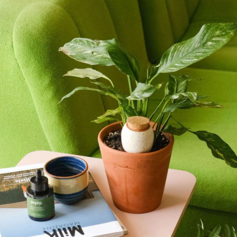 Olla Pépin – Arrosage naturel plantes d’intérieur