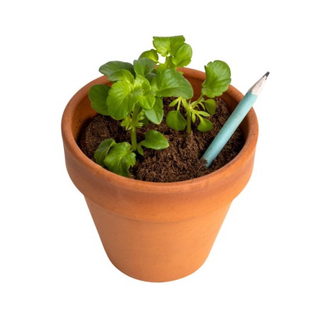 Crayon à Planter Basilic Resetea – Écriture et Jardin