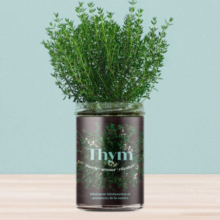 Potager de Cuisine Thym Resetea – Herbes Fraîches Faciles à Cultiver