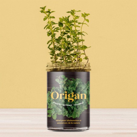 Potager de Cuisine Origan Resetea – Herbes Fraîches Faciles à Cultiver