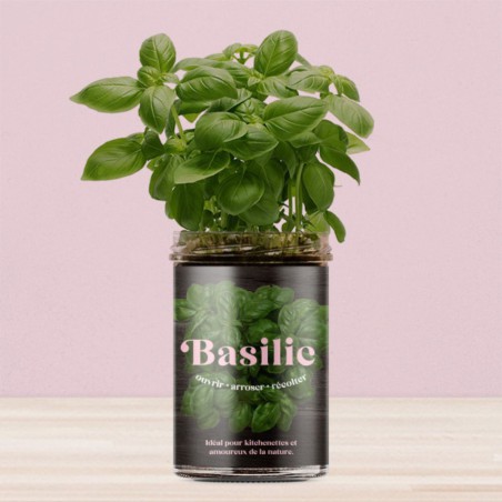 Potager de Cuisine Basilic Resetea – Herbes Fraîches Faciles à Cultiver