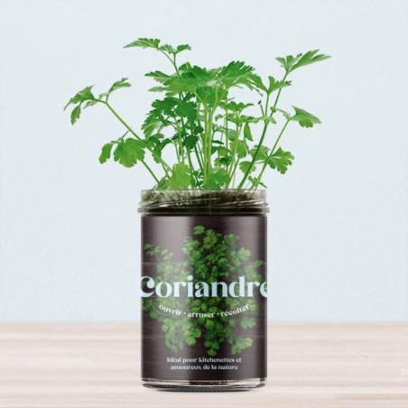Potager de Cuisine Coriandre Resetea – Herbes Fraîches Faciles à Cultiver