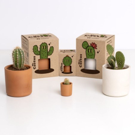 Mrs. Cactus Resetea – Petit kit facile à cultiver