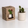 Mrs. Cactus Resetea – Petit kit facile à cultiver