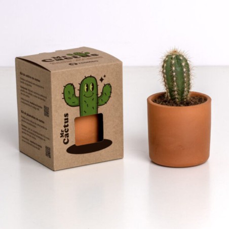 Mr. Cactus Resetea – Petit kit facile à cultiver