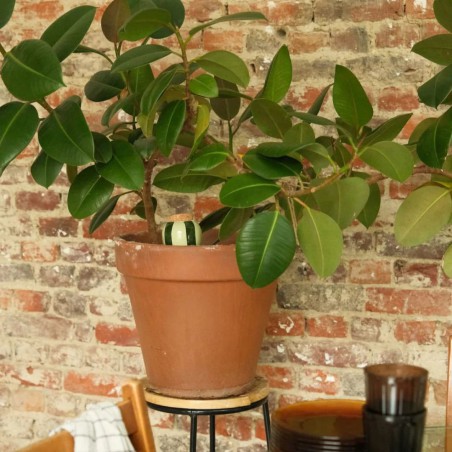 Olla rayé vert foncé et vert clair - Pépin