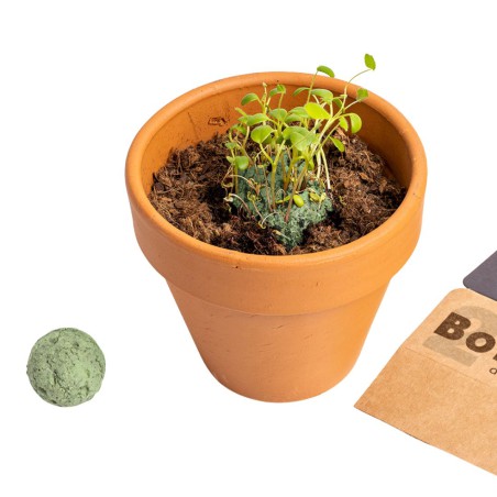 Bombes de biodiversité - Jardin Méditerranée - Resetea