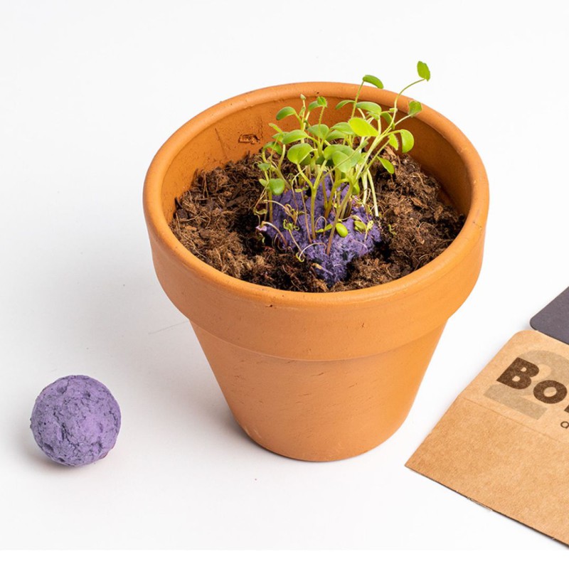 Bombes de biodiversité - Fleurs sylvestres violettes - Resetea