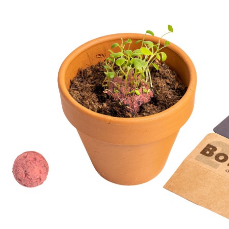 Bombes de biodiversité - Fleurs sylvestres rouges - Resetea