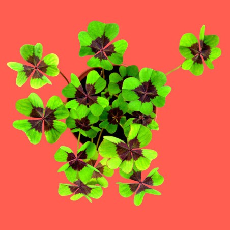 Bonne chance - Kit de culture de trèfle à 4 feuilles - Resetea