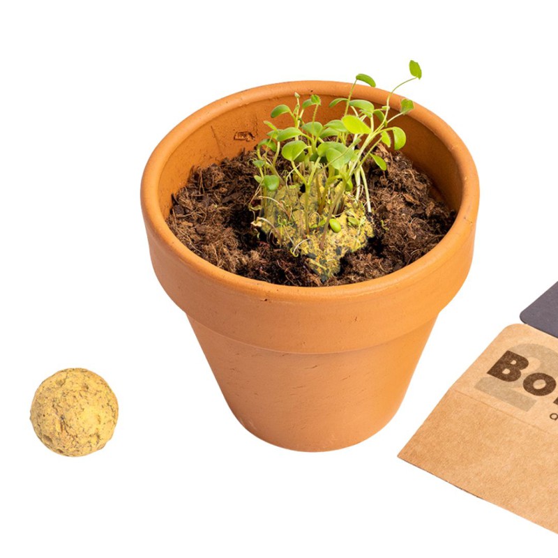 Bombes de biodiversité - Sauvons les abeilles - Resetea