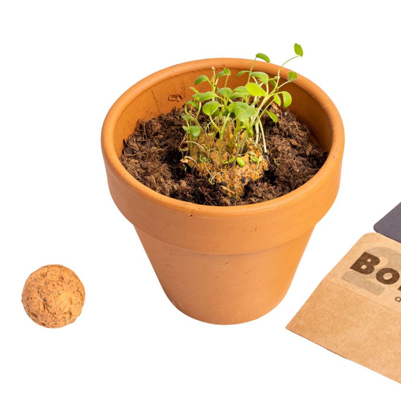 Bombes de biodiversité - Fleurs sylvestres oranges - Resetea