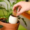 Olla Pépin – Arrosage naturel plantes d’intérieur