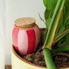 Olla Pépin – Arrosage naturel plantes d’intérieur